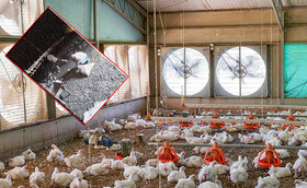 نیوکاسل مرغی و تصاویر لگد زدن به مرغ‌ها