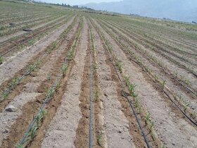 سرمایه گذاری ١۶٧٠ میلیارد ریالی در بخش آب و خاک کشاورزی سیستان وبلوچستان