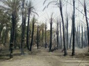 مهار آتش‌سوزی باغات در جنوب کرمان