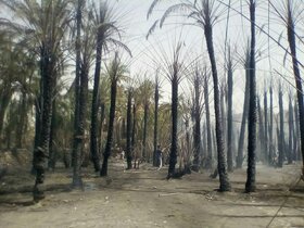 مهار آتش‌سوزی باغات در جنوب کرمان