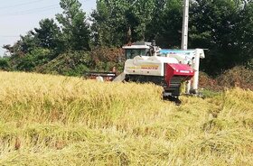 حدود نیمی از محصول برنج گیلان برداشت شد