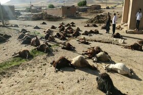 تلف شدن ۲۵۴ رأس گوسفند بر اثر سیلاب در داراب