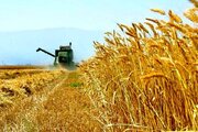 رشد ۶۵ درصدی خرید گندم در مراکز تعاون روستایی کرمانشاه