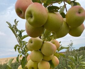 سیب "دورنیان" روی میز عمان و امارات!