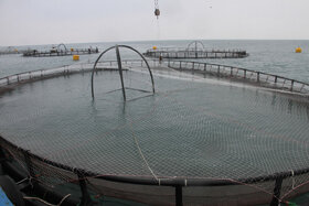 ظرفیت‌های آبزی پروری خارج از دریا در گیلان فعال می‌شود
