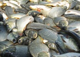 سالانه ۴۵۰ تن ماهی گرمابی در آستانه اشرفیه تولید می‌شود