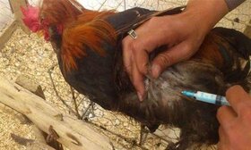 تزریق ۸۷۵ هزار دُز واکسن آنگارا در واحدهای پرورش مرغ مادر استان مرکزی