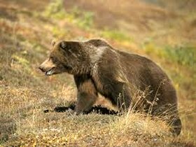 حمله یک قلاده خرس سیاه آسیایی به احشام در رودان