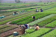 خرید توافقی بیش از ۷۷ هزار تن انواع محصولات کشاورزی در خراسان رضوی