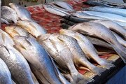 بازار ماهی قزل آلا نوسانی ندارد