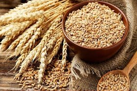 طرح تولید پایدار گندم برای تامین ۱۳.۵ میلیون تن محصول اجرا می‌شود