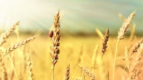 پایان کشت گندم در خوزستان / رشد ۷ درصدی نسبت به برنامه مصوب