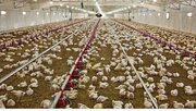پایداری تولید در مرغداری‌های قزوین