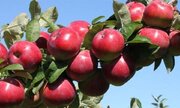 ۴۰۰ هکتار از باغ های سیب در استان همدان غیربارور است