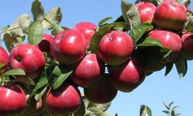 ۱۷ هزار تن سیب صنعتی امسال از باغداران آذربایجان‌غربی خریداری شد