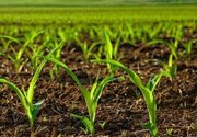 رشد ۷۲ درصدی تسهیلات پرداختی بانک کشاورزی در حمایت از زراعت محصولات بهاره و پاییزه