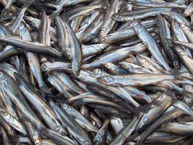 کاهش صید ماهیان کیلکا در دریای خزر