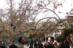 ۳ درخت چنار کهنسال البرز ثبت ملی شدند