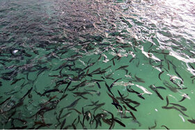افزایش ۲ برابری تعداد قفس‌های پرورش ماهی
