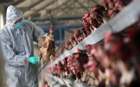 هشدار دامپزشکی برای احتمال شیوع آنفلوآنزای پرندگان در کرمان