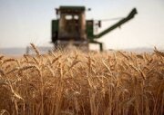 ۷۰۰ تن گندم توسط شبکه تعاون روستایی هرمزگان خریداری شد