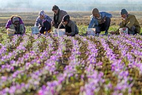 کشاورزان تربت حیدریه خواستار ادامه خرید توافقی زعفران شدند