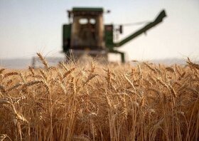 ۶۴ هزار تن گندم در استان سمنان خرید تضمینی شد