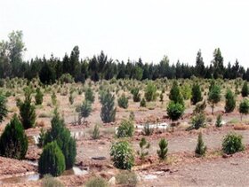 وجود ۶۴۵ هکتار جنگل دستکاشت در شهرستان بهار