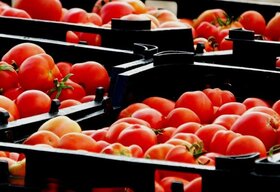 تعاونی روستایی محصول گوجه فرنگی کاران بوشهر را با نرخ توافقی خریداری کرد