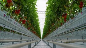 سامانه مدیریت هوشمند گلخانه‌های کشور از "مزرعه تا سفره"