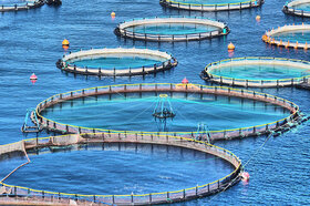 ظرفیت پرورش ماهی در قفس سد سیمره بدره یک‌هزار تن افزایش یافت