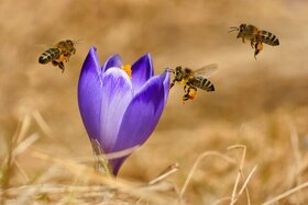 افزایش بهره‌وری محصولات زنبور عسل با کندوی کف باز