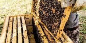 توزیع بیش از 11 تن شکر بین زنبورداران مسجدسلیمان