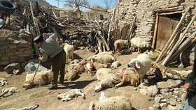حمله حیوان وحشی ۴۵ گوسفند را در راین تلف کرد
