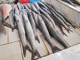 صید بیش‌از ۲۰۰ گونه ماهی در سواحل مکران