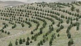 اجرای طرح «کمربند سبز» در زمین‌های ملی روستای بابلقانی ملایر