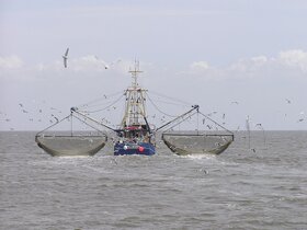 تکذیب صید ترال توسط کشتی‌های صید صنعتی خارجی