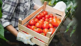 اجرایی شدن خرید توافقی گوجه فرنگی در فارس