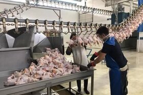 نخستین محموله صادراتی مرغ به عراق رفت