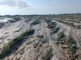 خسارت سنگین بخش کشاورزی در ۱۰ شهرستان استان سیستان و بلوچستان