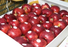 عوارض صادراتی سیب لغو شد 