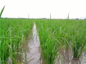 توزیع بذر و کود برای کشت برنج از دی ماه