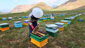 تخصیص شکر زنبورداران در بازارگاه