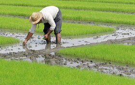 انتقال خزانه برنج به شالیزار تا پایان فروردین ممنوع است