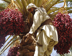 برداشت ۳۰۰هزار تن انواع خرما در سیستان و بلوچستان