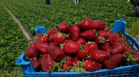 تولید ۳ هزار تن توت فرنگی در جویبار
