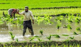 آماده سازی ۵۵ درصد از شالیزارهای گیلان برای کشت برنج