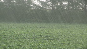 نقش باران در تولید گندم