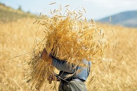 امسال بیش از یک میلیون تن گندم از مزارع گلستان برداشت می شود