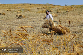 حدود ۶ میلیون هکتار گندم در کشور کشت می‌شود